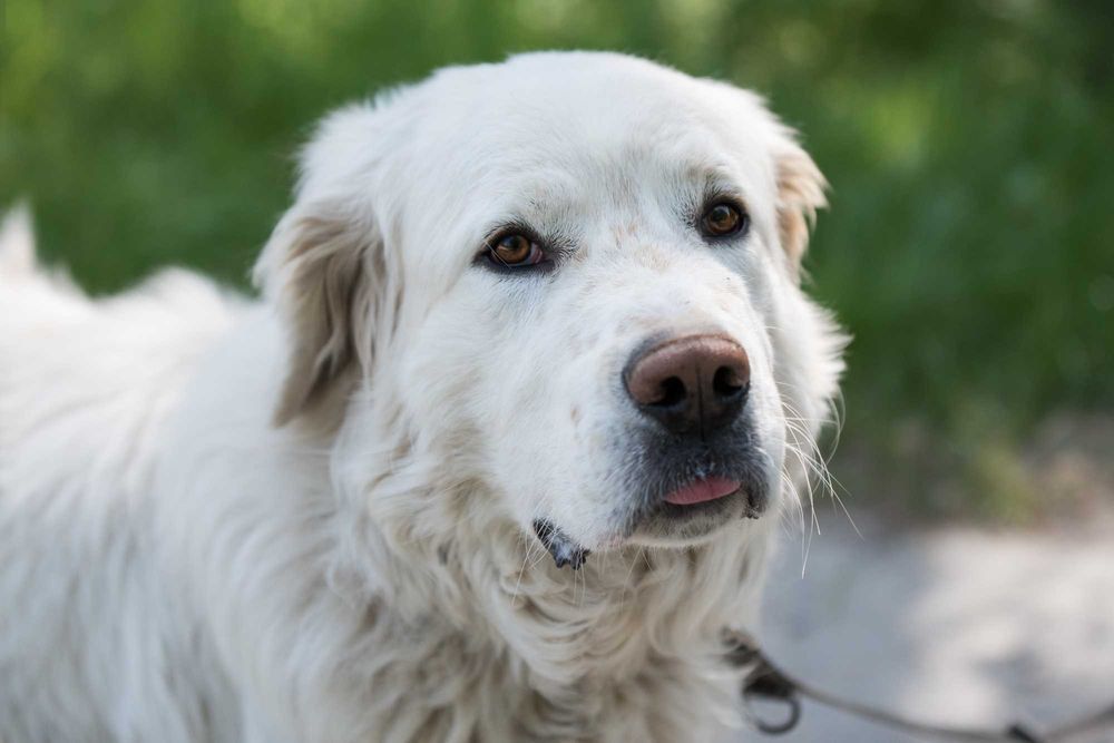 MAGNETO - piękny kawaler w typie owczarka podhalańskiego