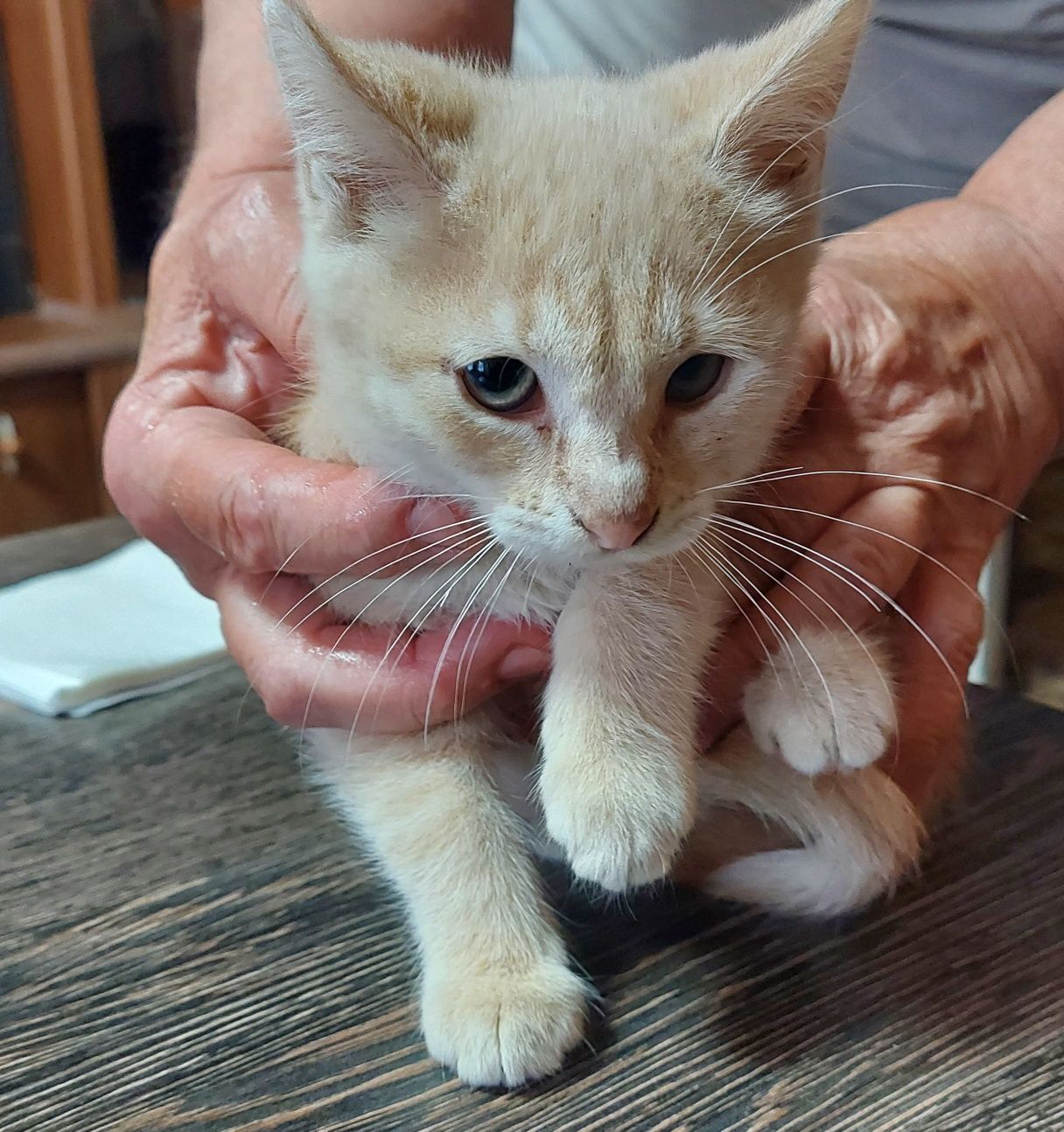 Котики в добрі руки
