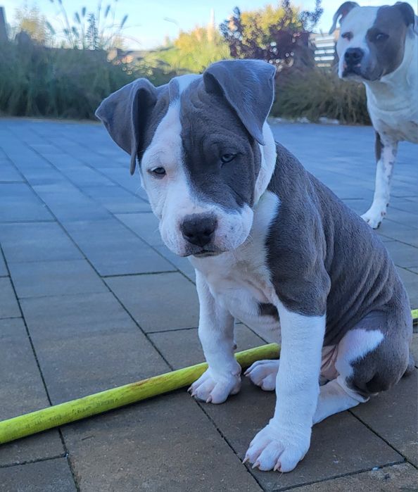 American Staffordshire Terrier samiec blue FCI