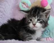 Kociaczki maine coon