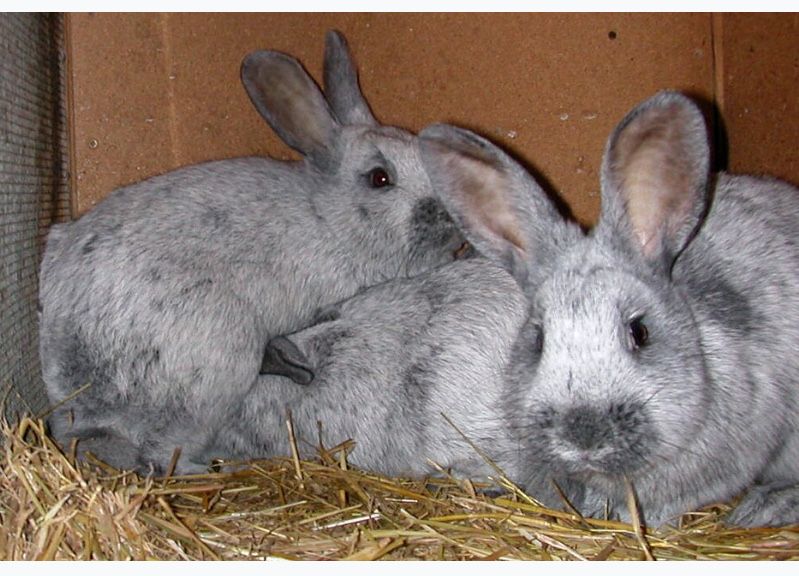 продам кроликів.