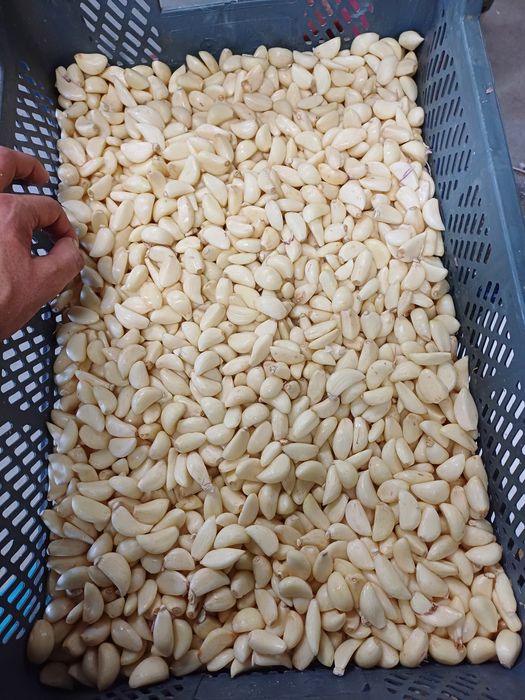 Czosnek Polski obierany obrany na biało