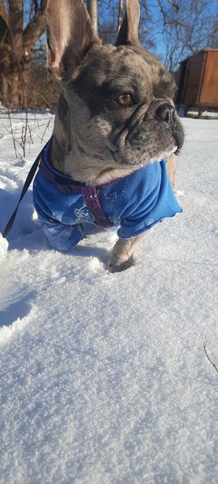 Француский бульдог вязка