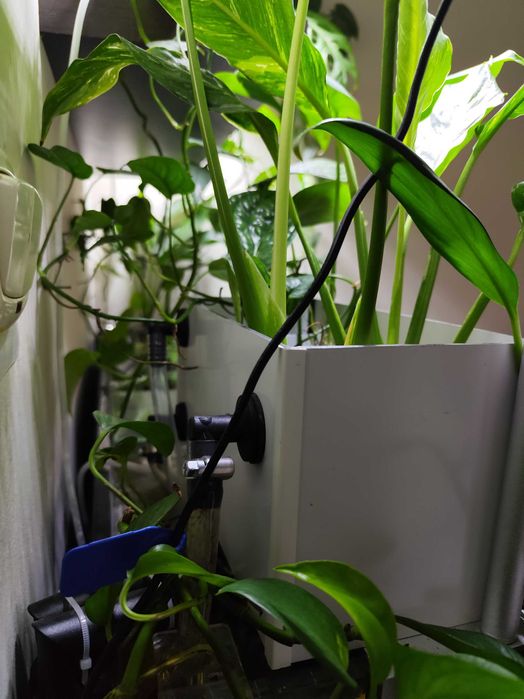 Hydroponika,akwaponika