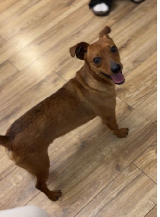 FISTASZEK - maly, mlody, w typie ratlerka