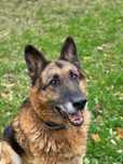 Mikos piekny owczarek niemiecki do adopcji