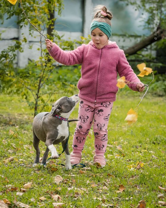 Нова, блакитна дівчинка 4,5 міс. Розплідник КСУ