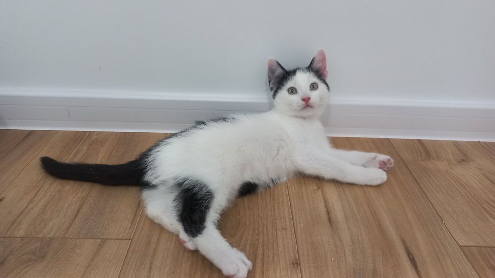 Młode koty kociaki szukają domu niekupujadoptuj miziaki rodzeństwo