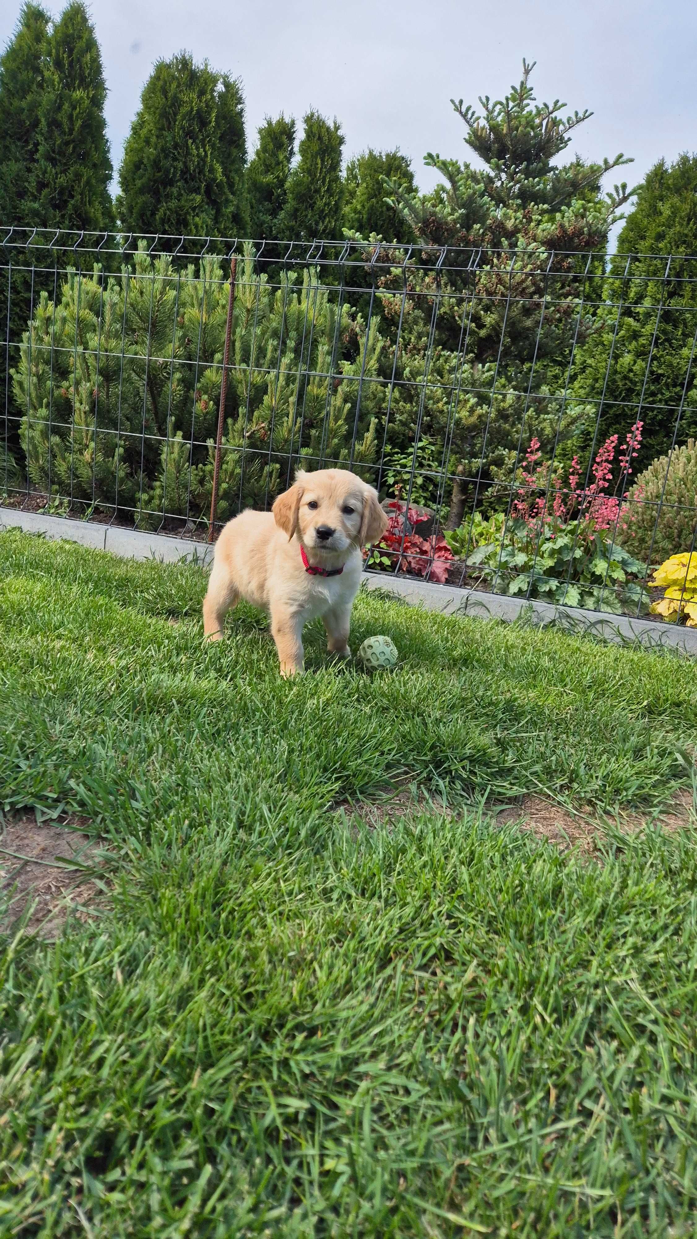 Golden Retriever ZKwP FCI