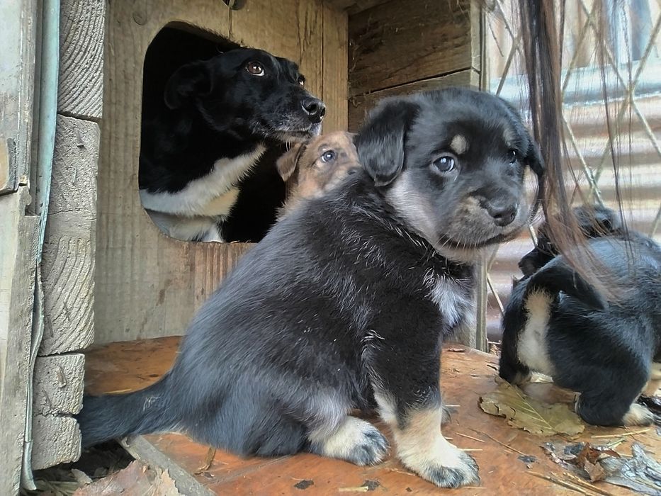 Oddam szczeniaki za darmo