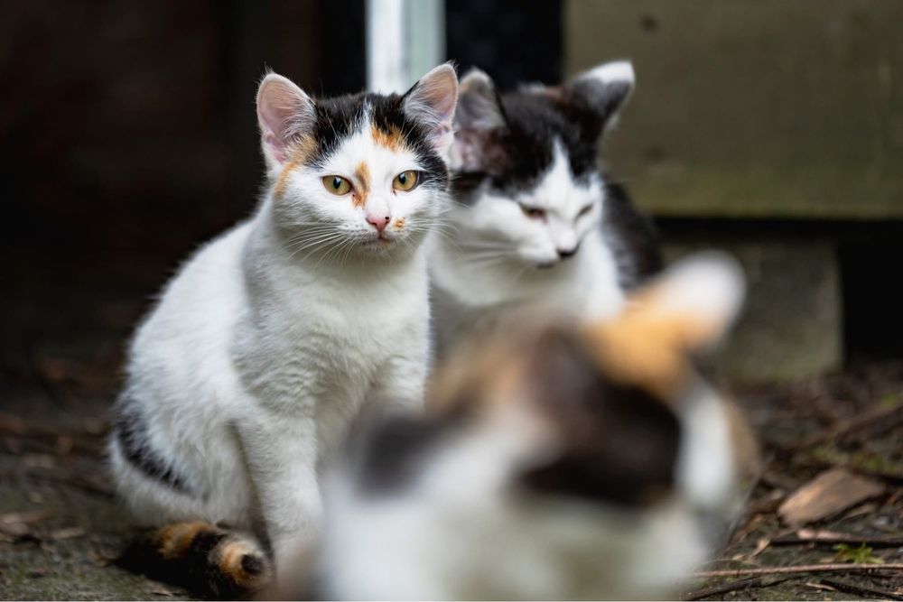 Kotki do adopcji