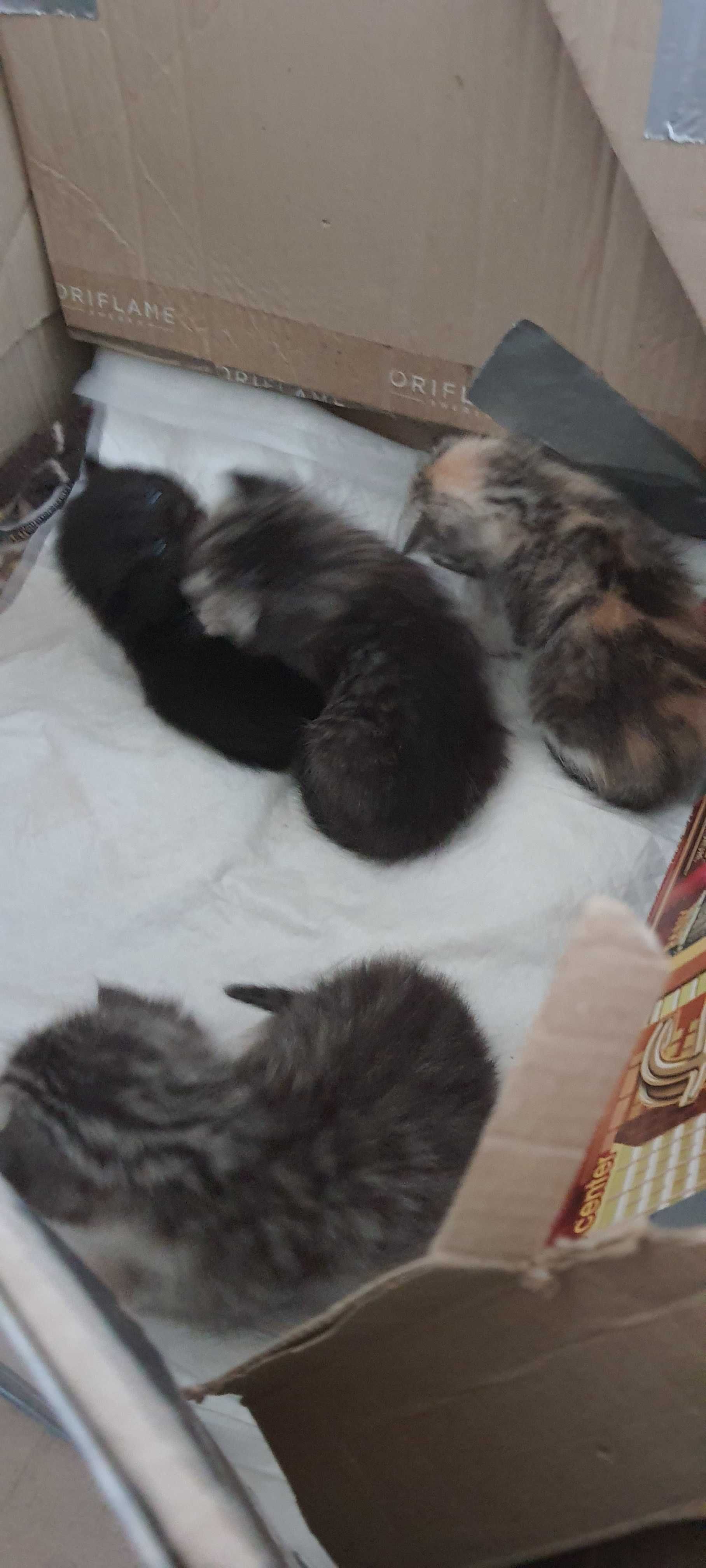 Кошенята скотіш-страйт. Грайливі,ніжні , хлопчик і дві дівчинки.