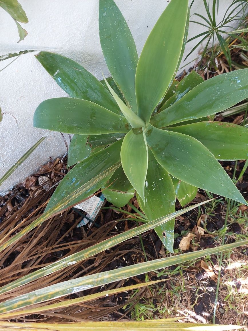 Agave (planta suculenta)