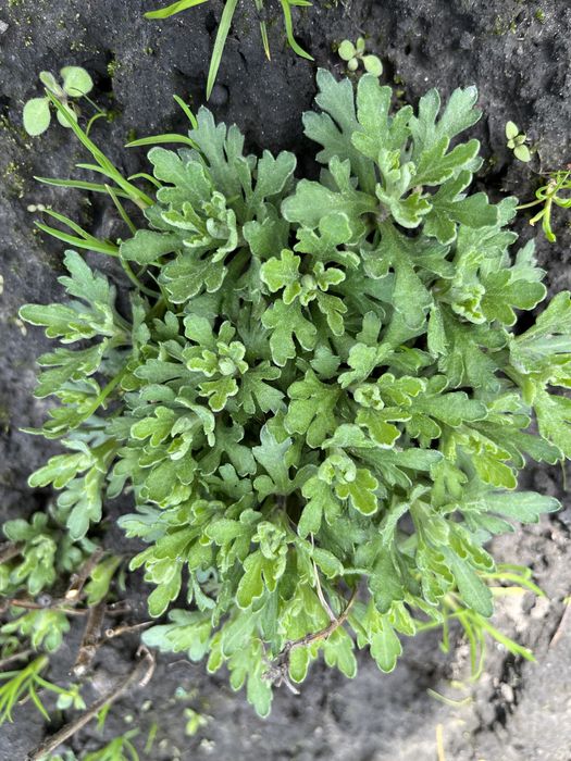 Продам хризонтеми шаровидная. Хрезонтема мультифлора. Хризантема.