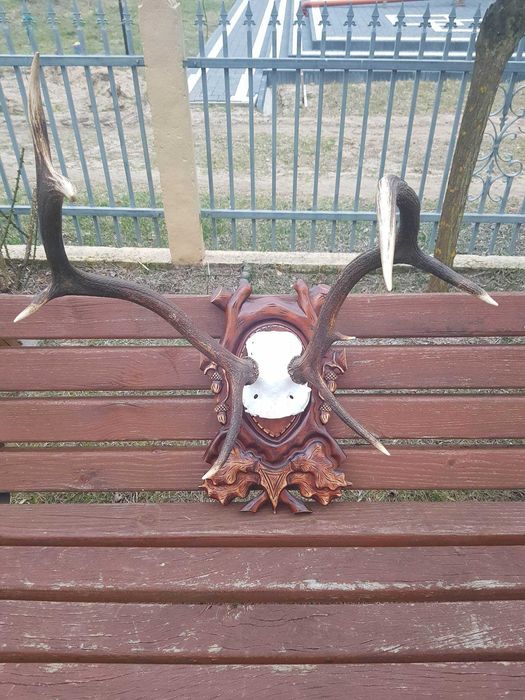 Sprzedam duże poroże