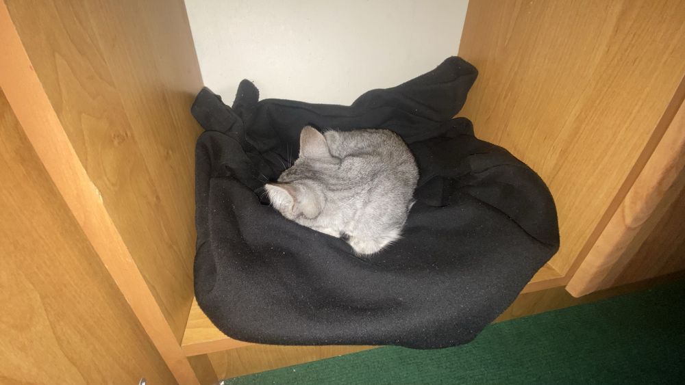 Отдам в добрые руки Девочка