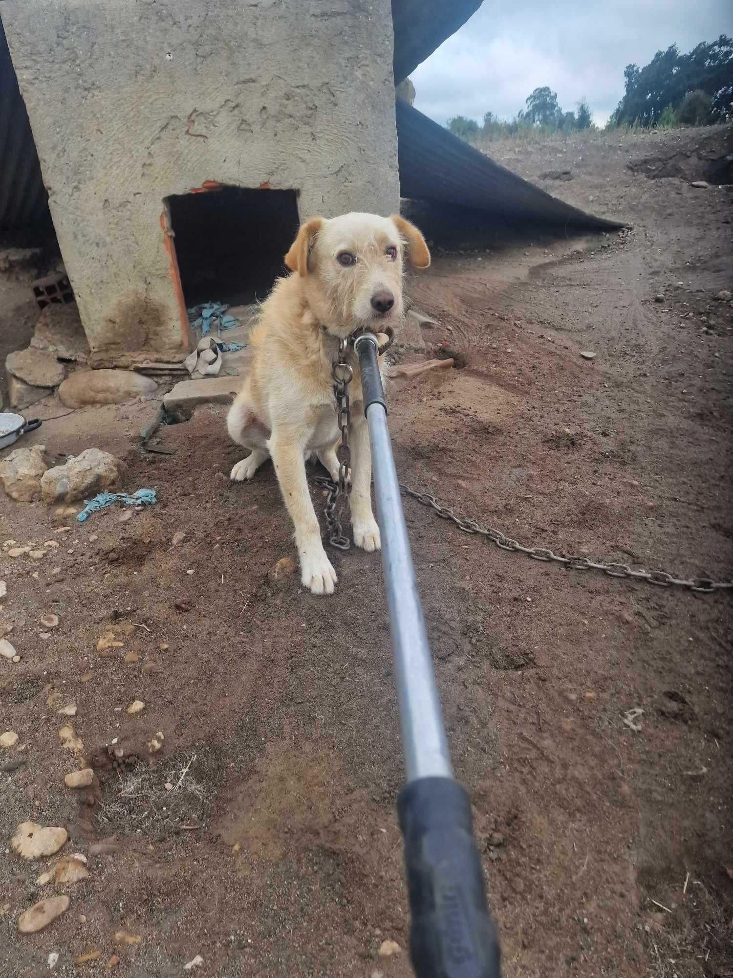 CORRENTE (Macho, Adulto) Para Adopção