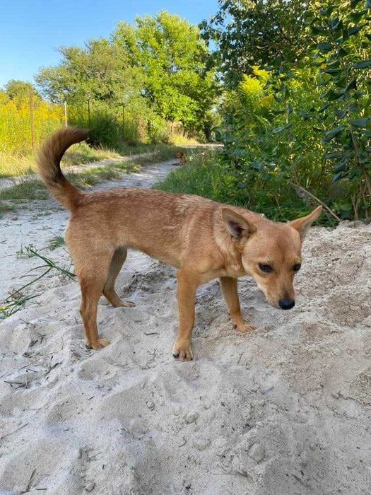 Руда собачка підліток.