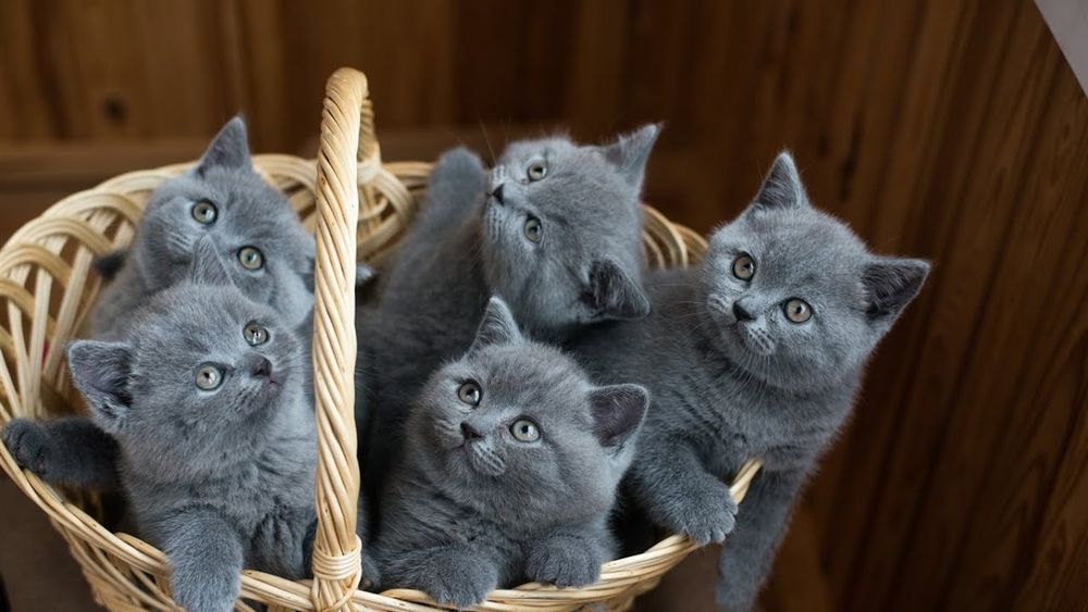 Котята шотландцы