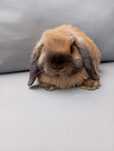 Królik mini lop miniaturka