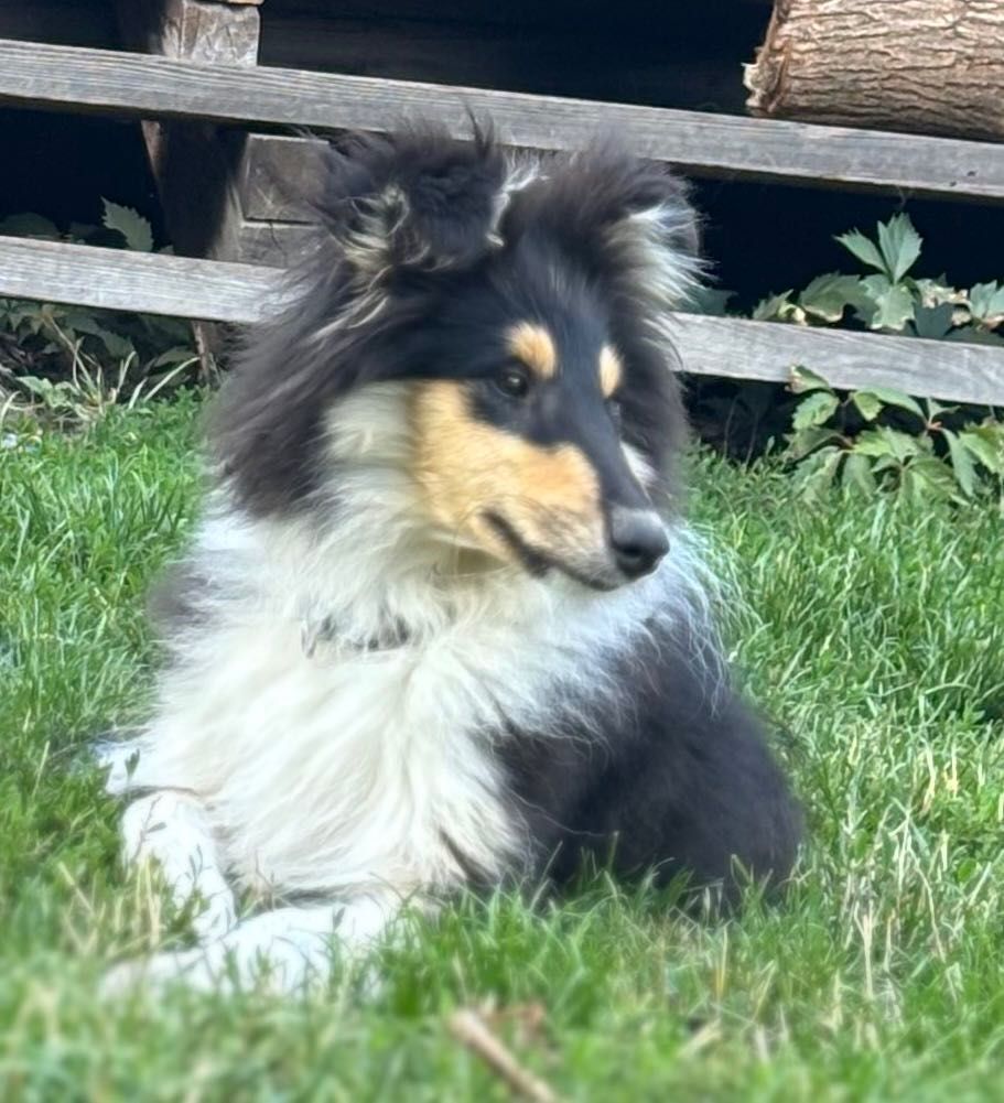 Owczarek szkocki