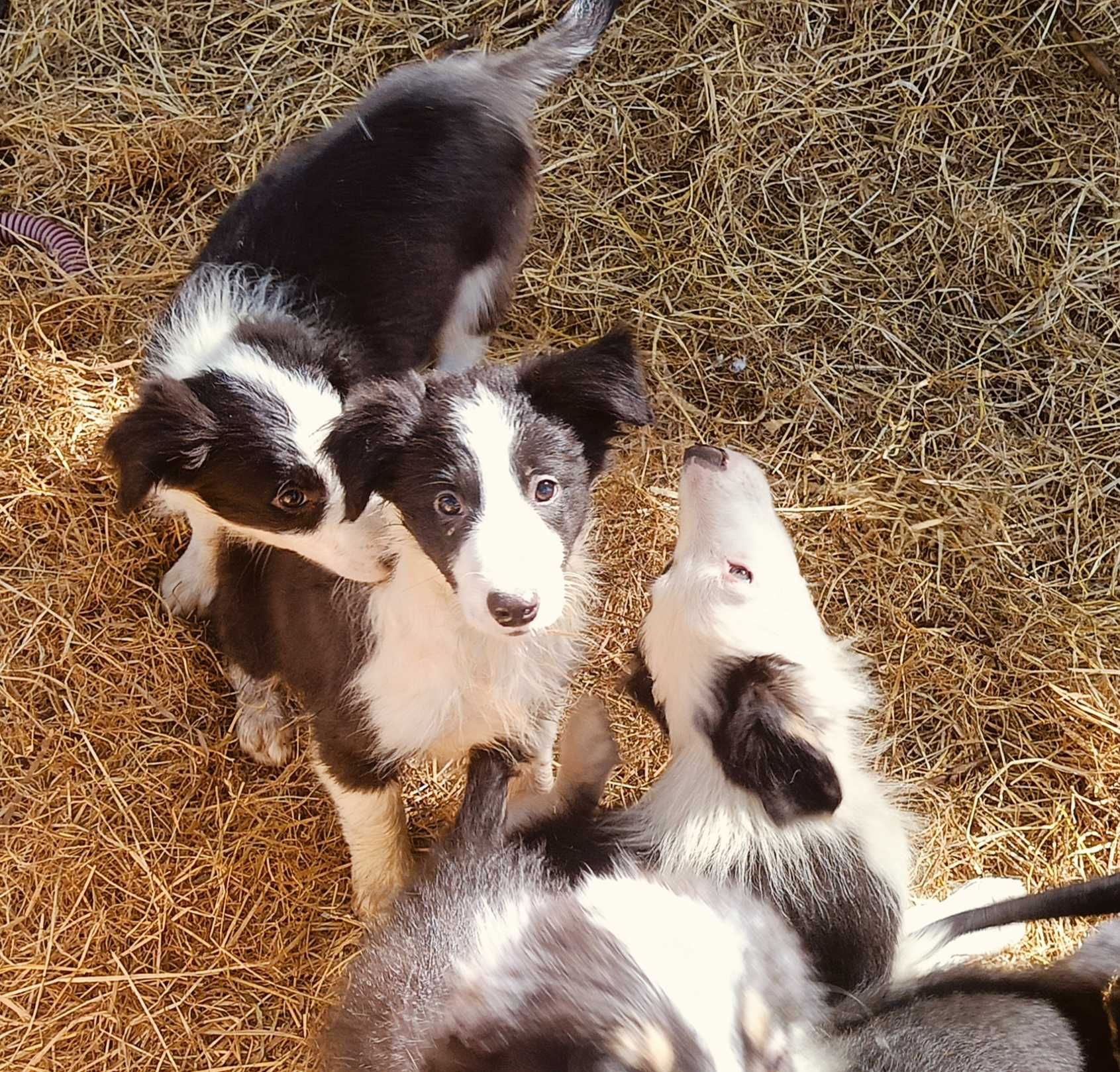 Border collie samiec
