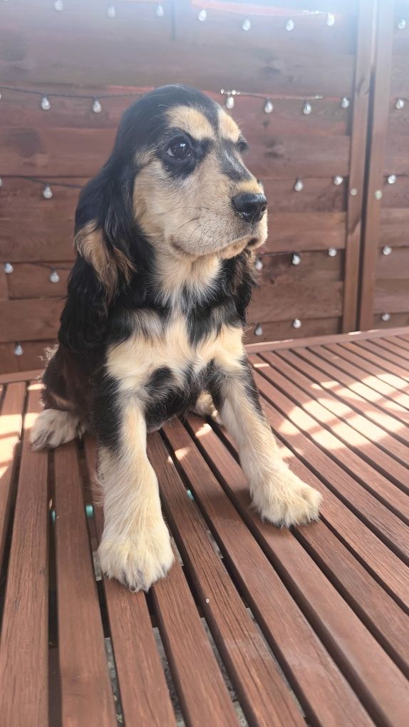 Cocker spaniel angielski