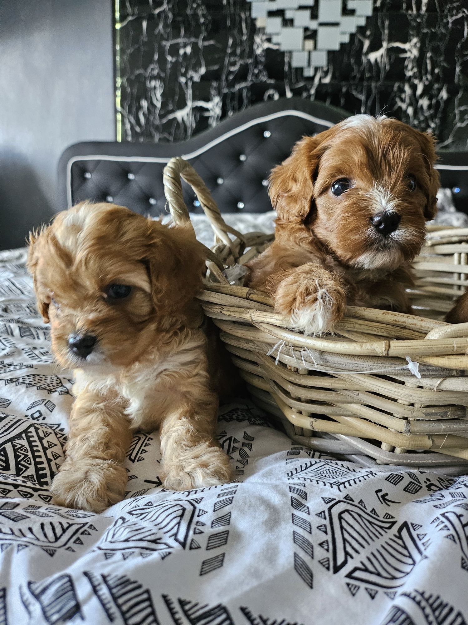 Cavapoo suczka  dla celebrytów.