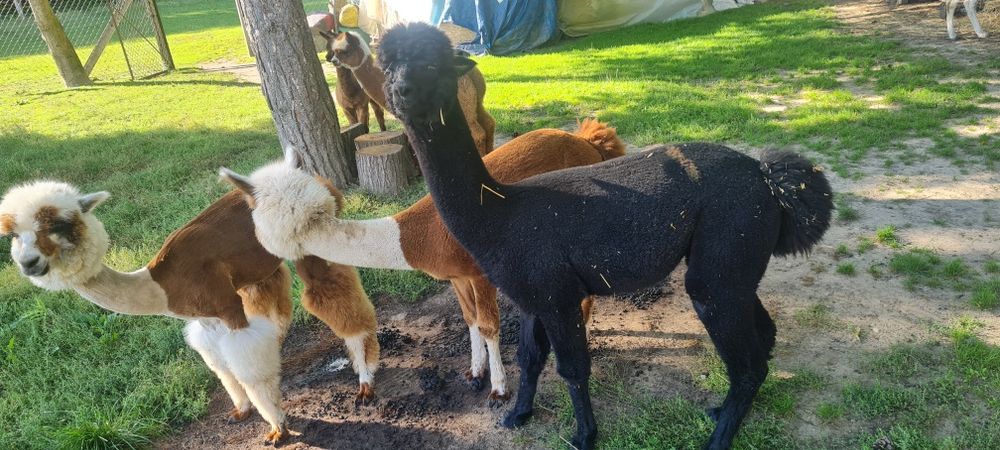 Alpaka Huacaya Samiec 1 rok Czarny dobrej budowy