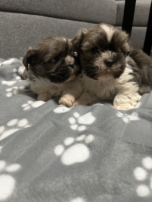 Shihtzu szczeniak shih tzu