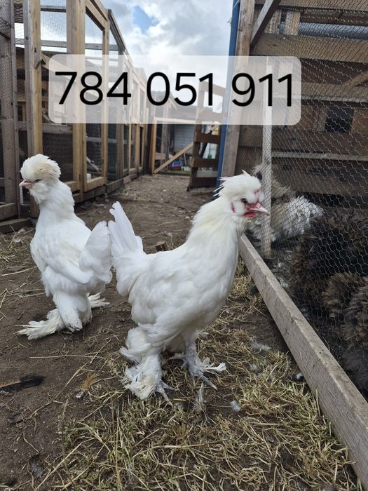 Sułtany (Parka) !!!