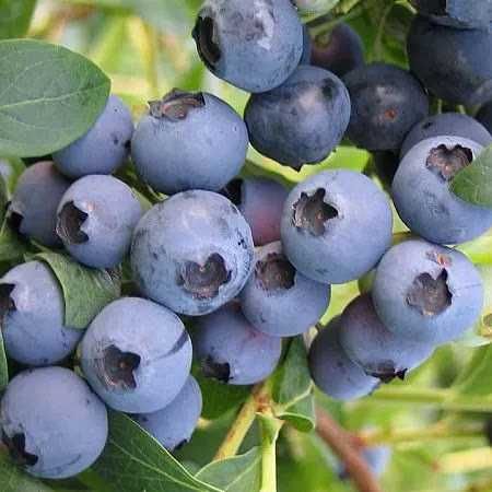 Лохина Ківі Магнолії Рододендрони Сакура Гортензії Катальпа Павловнія