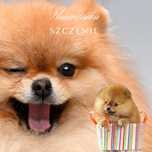Szpic miniaturowy pomeranian
