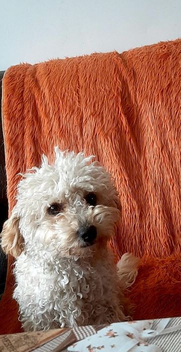 Той пудель дівчинка