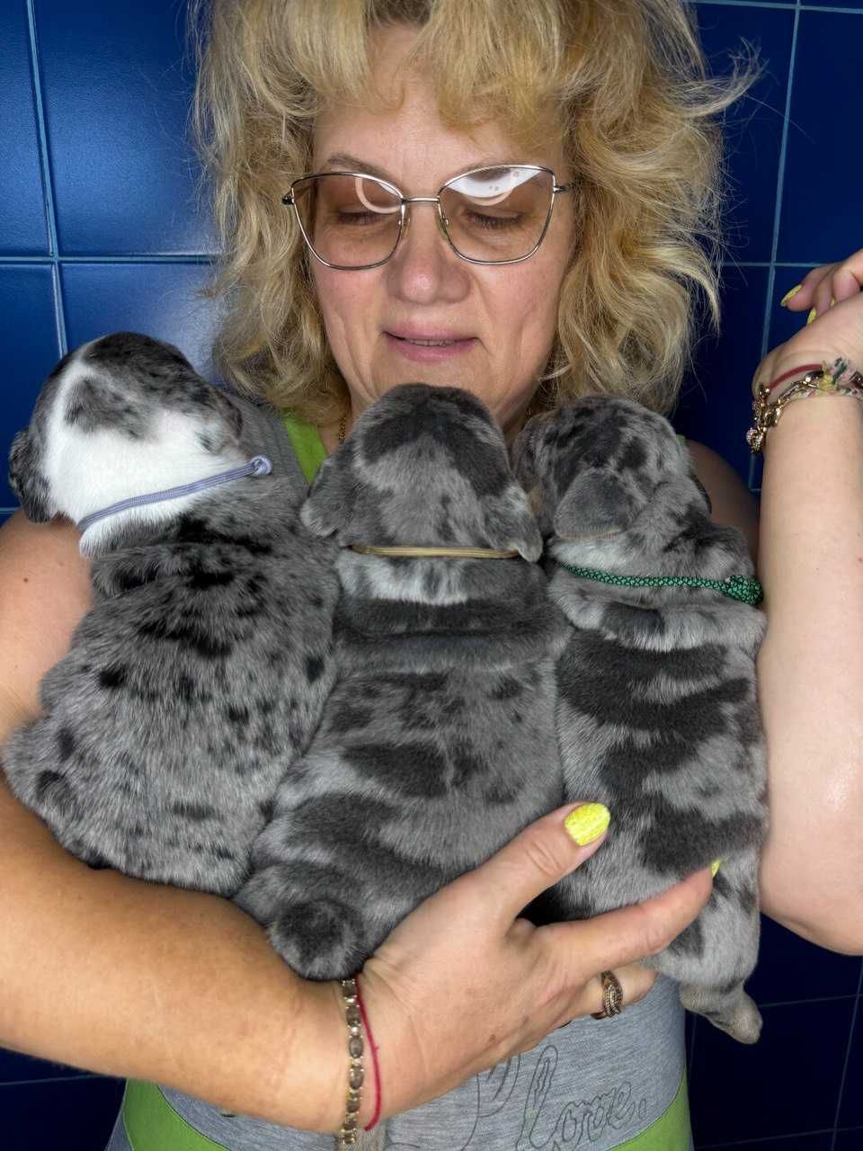 английский бульдог  голубой мерль ( blue merle tan)