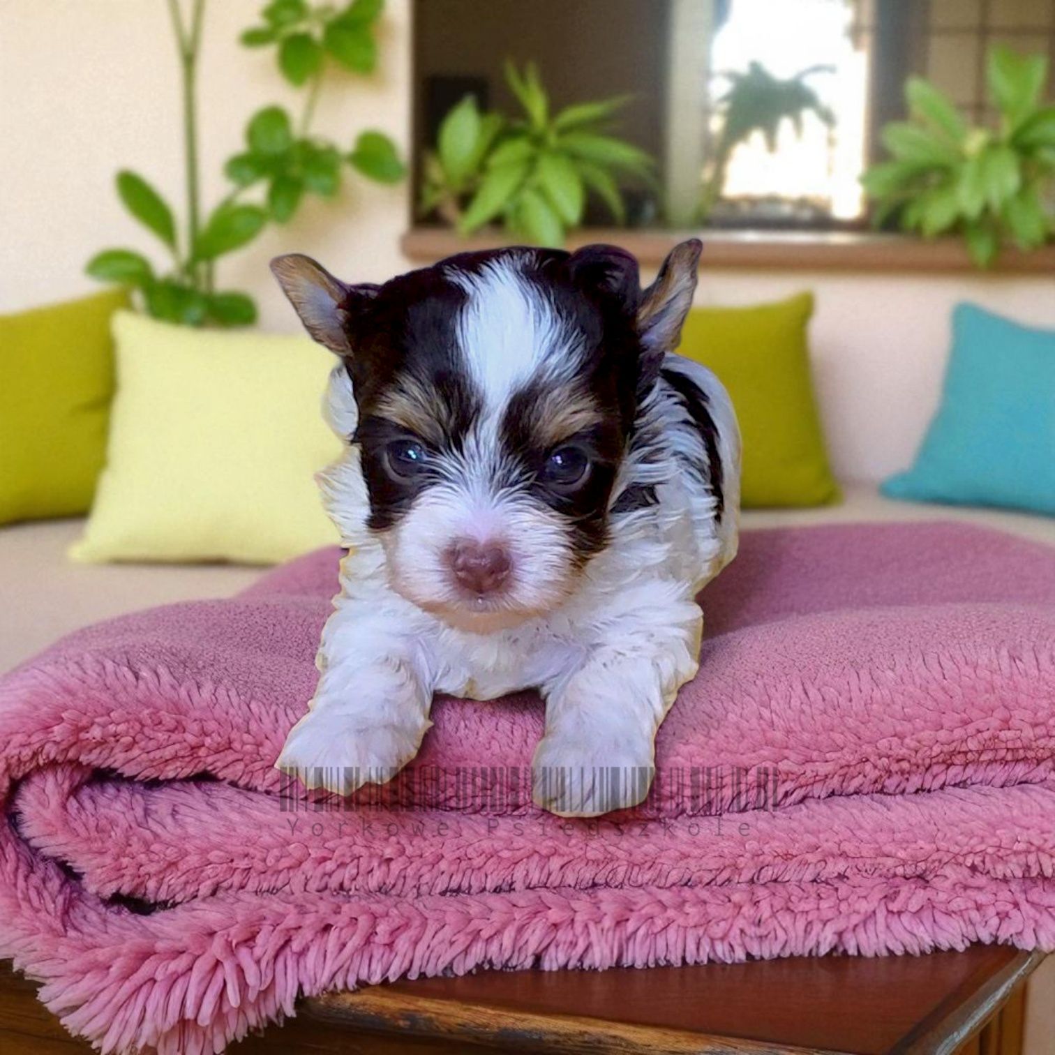 Suczka Biro Yorkshire Terrier Wyjątkowa  - dla Wyjatkowych