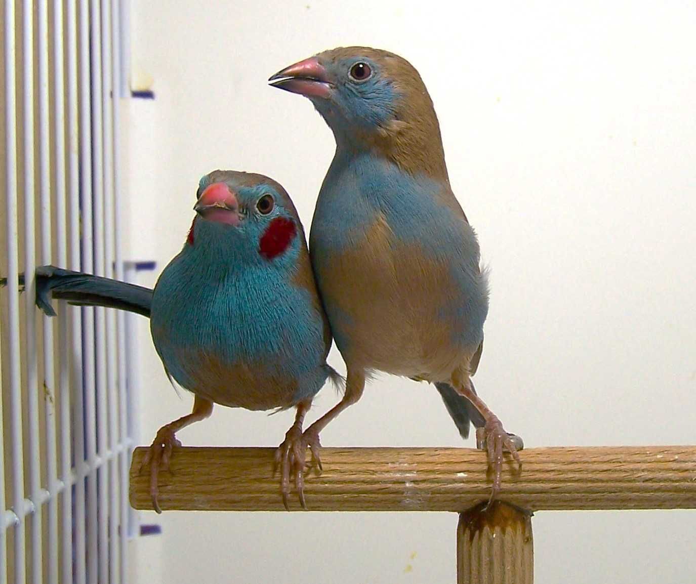Motylik krasnouchy ( Uraeghintus bengalus )