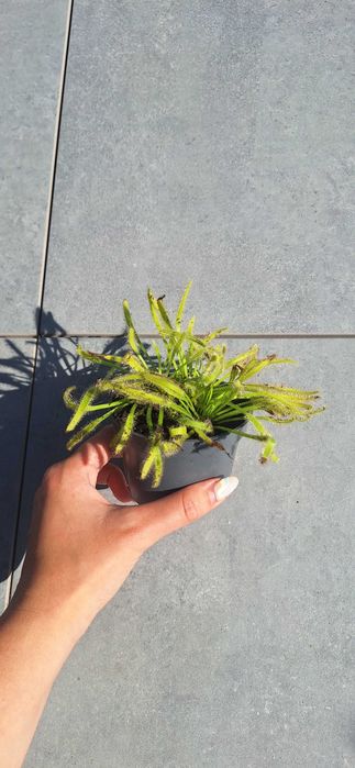 Owadożerna rosiczka drosera roślina