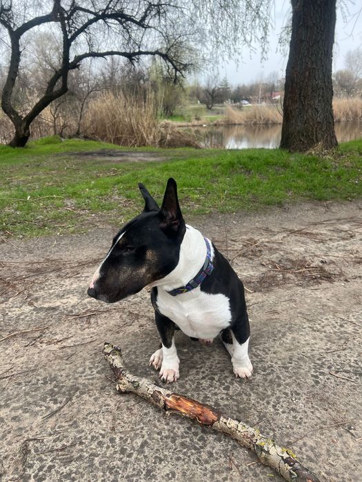 Кобель міні Бультерʼєр шукає сучку для вʼязки м.Камʼянське. 5,5 років.