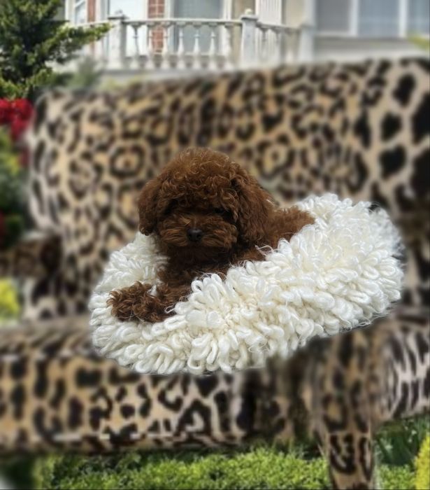 China toy poodle girl red braun Teddy