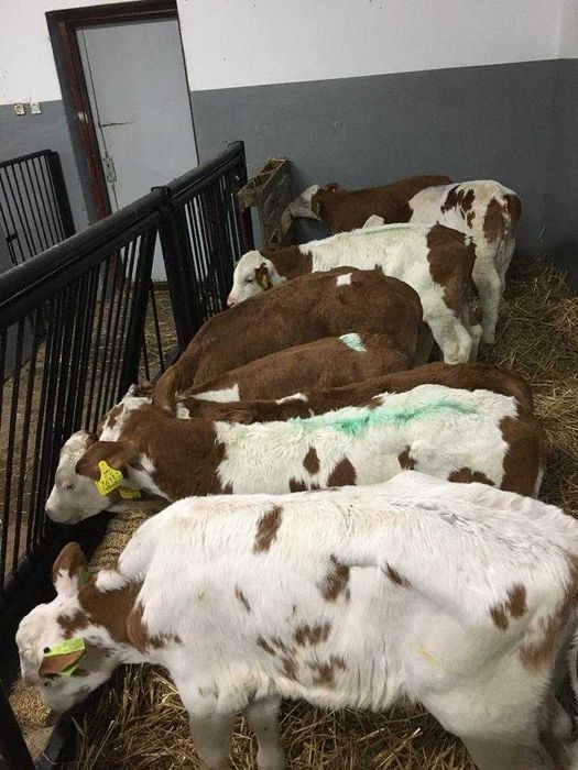 Byczki simentale, dowoz gratis