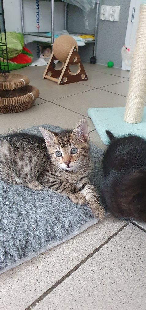 Miluś do adopcji