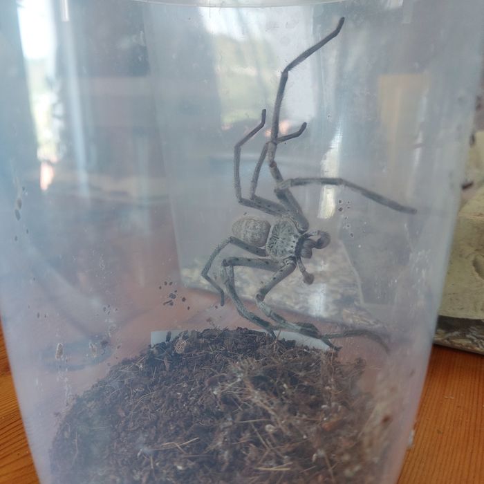 Dorosła holconia murrayensis