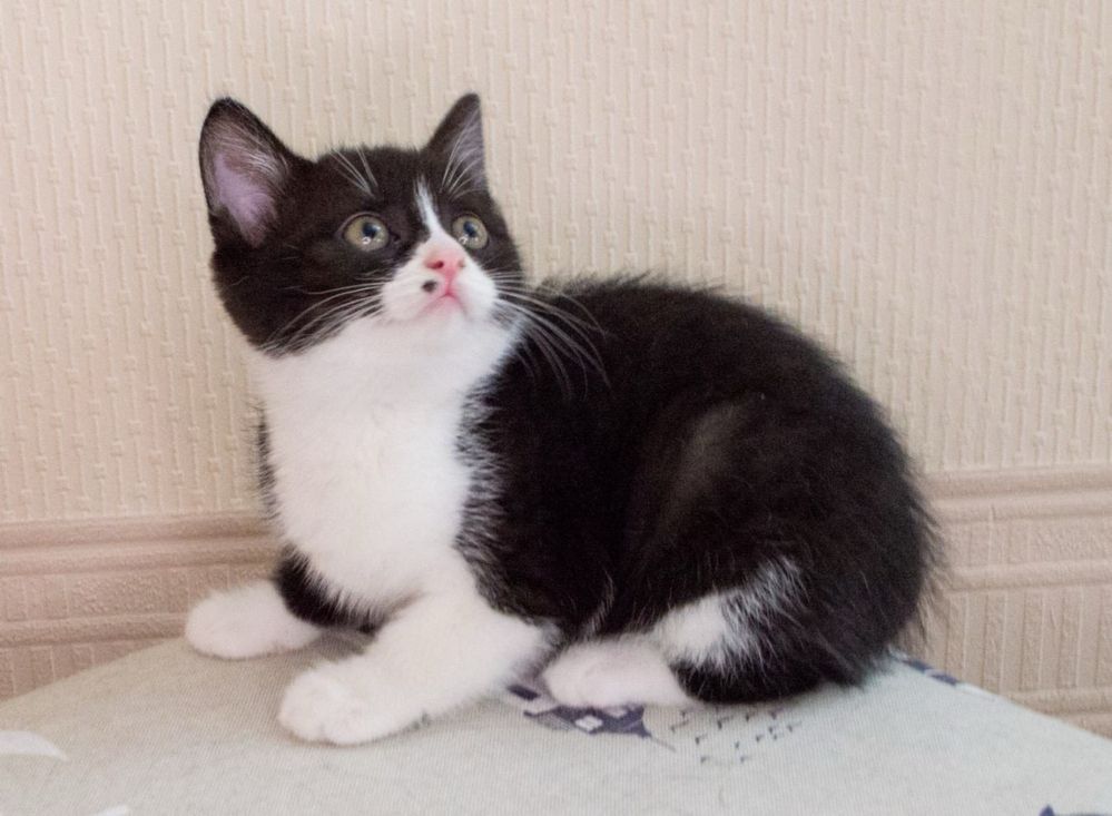 Котеня хлопчик Каспер  3,5 місяці
