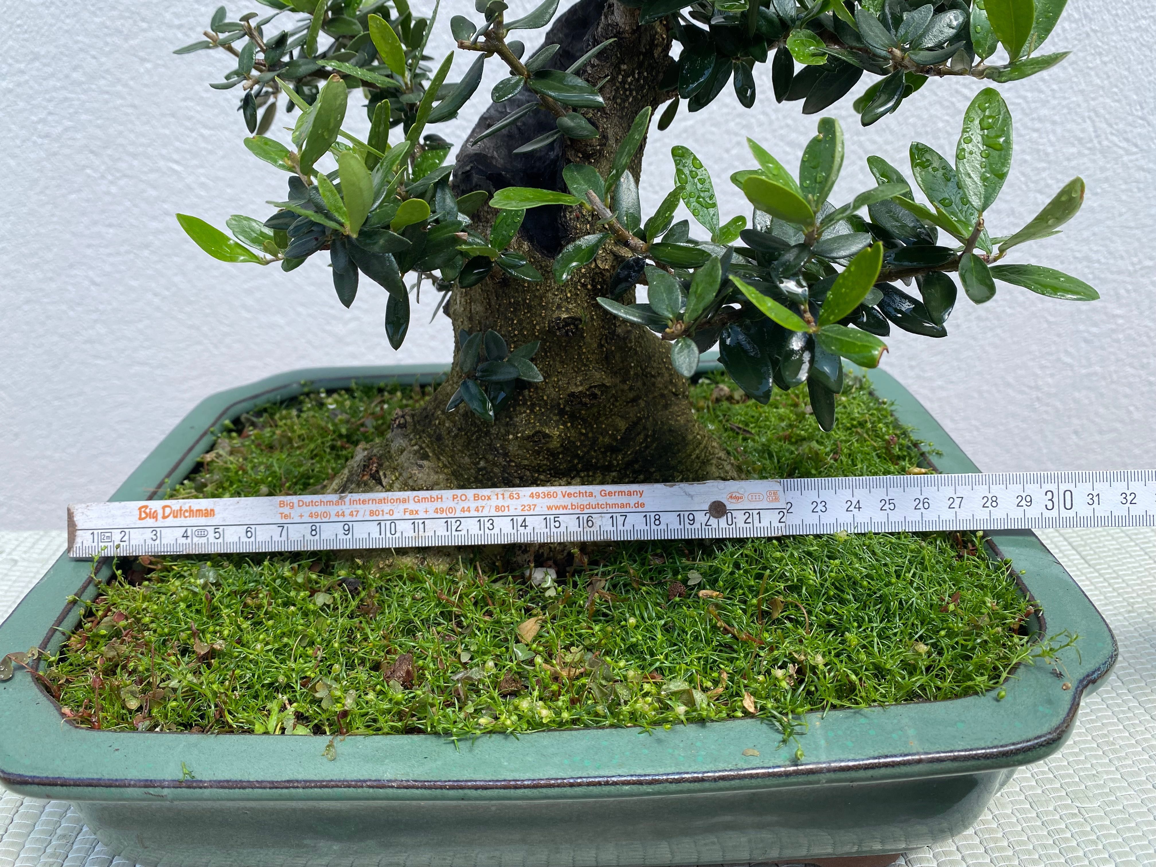 Bonsai de Oliveira