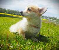 BAJKA Welsh Corgi Pembroke suczka rudo- biała Natural Bobtail