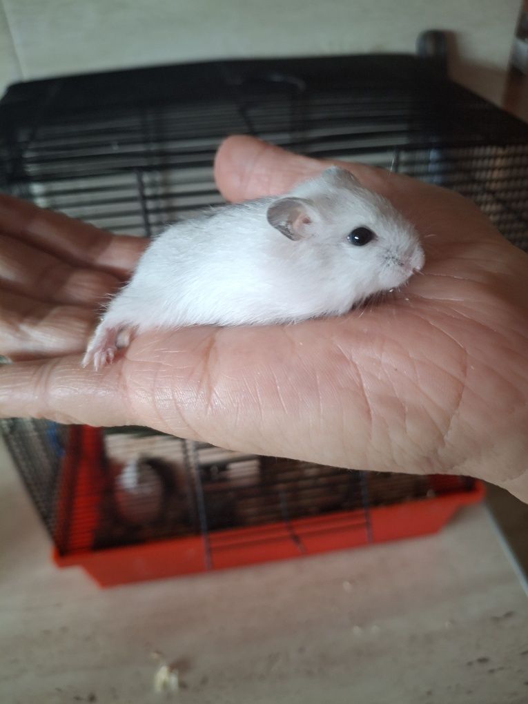 Sprzedam chomiczki