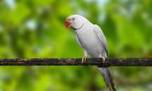 RingNeck Cinzento Macho/Fêmea