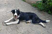 Border collie szczeniak samiec
