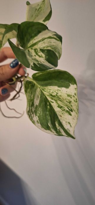 Piękne Epipremnum happy leaf